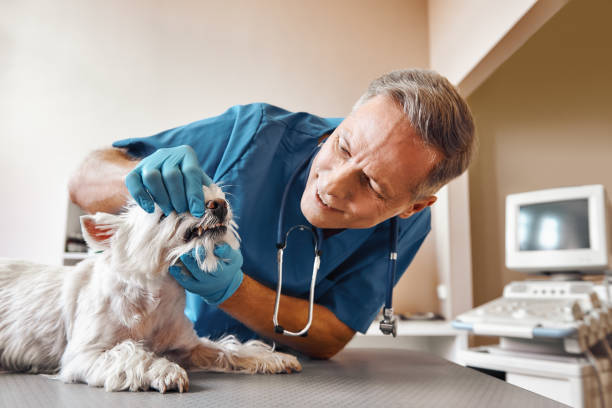Best 24-Hour Emergency Dentist in Taylor, MI